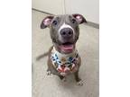 Adopt Mable a Gray/Blue/Silver/Salt & Pepper Mixed Breed (Large) / Mixed dog in