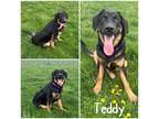 Adopt Teddy a Black Shepherd (Unknown Type) / Mixed Breed (Medium) / Mixed