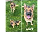 Adopt Violet a Black German Shepherd Dog / Mixed Breed (Medium) / Mixed (short