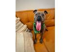Adopt Xander Lane a Gray/Blue/Silver/Salt & Pepper Pit Bull Terrier dog in