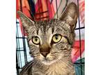 Adopt Turtle a Gray, Blue or Silver Tabby Domestic Shorthair (short coat) cat in