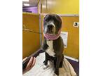 Adopt Maia a Gray/Silver/Salt & Pepper - with White American Pit Bull Terrier /