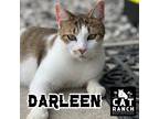 Adopt Darleen a Brown Tabby Domestic Shorthair (short coat) cat in Punta Gorda