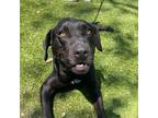 Adopt Twilight a Black Labrador Retriever / Mixed dog in Hilton Head