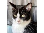 Adopt marci a Black & White or Tuxedo Domestic Shorthair (short coat) cat in