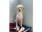 Adopt Forest a White Poodle (Standard) / Labrador Retriever / Mixed dog in Penn