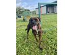 Adopt Bella a Brindle Rottweiler / Boxer / Mixed (short coat) dog in Violet