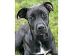 Adopt London a Black Mastiff / Mixed Breed (Medium) / Mixed (short coat) dog in