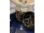 Adopt Sofrita TCR 3 4-3-24 a Gray or Blue Domestic Shorthair / Domestic