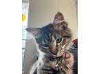 Adopt Jinx a Gray or Blue (Mostly) Domestic Mediumhair / Mixed (medium coat) cat