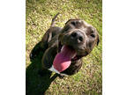 Adopt Ember a Black Mixed Breed (Large) / Mixed dog in Americus, GA (41239647)
