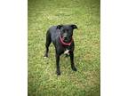 Adopt Hailey a Black Mixed Breed (Medium) / Mixed dog in Americus, GA (41239645)