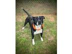 Adopt Bob a Black Mixed Breed (Medium) / Mixed dog in Americus, GA (41239646)