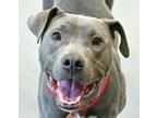 Adopt Maggie Grace a Gray/Blue/Silver/Salt & Pepper American Pit Bull Terrier /