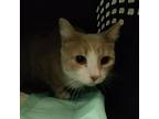 Adopt Persimmon a Gray or Blue (Mostly) Domestic Shorthair / Mixed Breed