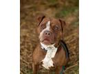 Adopt Poppy a Brown/Chocolate Mixed Breed (Medium) / Mixed Breed (Medium) /