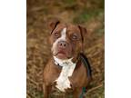 Adopt Poppy a Brown/Chocolate Mixed Breed (Medium) / Mixed dog in Monroe