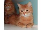Adopt Freida a Orange or Red Domestic Shorthair / Domestic Shorthair / Mixed cat