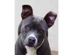 Adopt Lucious a Gray/Blue/Silver/Salt & Pepper American Pit Bull Terrier / Mixed
