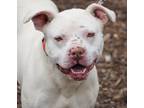 Adopt Jacks a White American Pit Bull Terrier / Mixed Breed (Medium) / Mixed