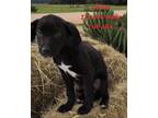 Adopt Goose a Black - with White Labrador Retriever / German Shorthaired Pointer