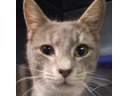 Adopt OG a Domestic Shorthair cat in Roanoke, VA (41238277)