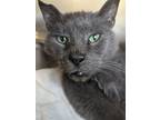 Adopt Waylon a Domestic Shorthair cat in Roanoke, VA (41238273)