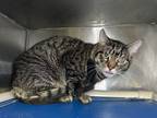 Adopt Franklin a Domestic Shorthair cat in Roanoke, VA (41238270)