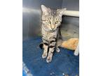 Adopt Jeremiah a Domestic Shorthair cat in Roanoke, VA (41238267)