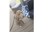 Adopt Koda a Brown/Chocolate - with White American Pit Bull Terrier / Mixed dog