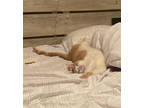 Adopt Gwyllion a Tan or Fawn Domestic Shorthair / Domestic Shorthair / Mixed cat