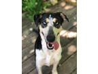 Adopt Delilah a Black - with Tan, Yellow or Fawn Catahoula Leopard Dog / Mixed