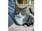 Adopt Ollie a Brown Tabby Domestic Shorthair (short coat) cat in Columbus