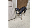 Adopt F24 FC 372 Husk a Black German Shepherd Dog / Mixed dog in La Grange