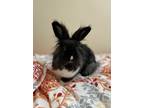 Adopt Biscuit a Black Lionhead / Mixed (short coat) rabbit in Belleville