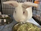 Adopt CASPER a White American / Mixed (medium coat) rabbit in Cleveland