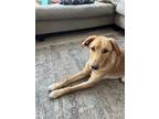 Adopt Keeley a Tan/Yellow/Fawn - with White Australian Shepherd / Labrador