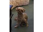 Adopt Akahi a Tan/Yellow/Fawn Shih Tzu / Mixed dog in San Diego, CA (41239247)