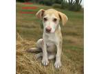 Adopt Ross a Tan/Yellow/Fawn - with White Terrier (Unknown Type