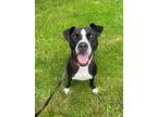 Adopt Quigley a Black - with White Pit Bull Terrier / Mixed dog in Briarcliff