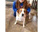 Adopt Sammy a White - with Brown or Chocolate Beagle / Treeing Walker Coonhound