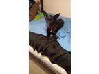 Adopt Sam a Black German Shepherd Dog / Mixed dog in Bentonville, AR (41239551)