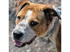 Adopt Bryson a Pit Bull Terrier / Mixed dog in Troy, VA (39919983)
