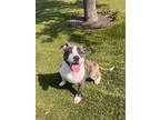 Adopt Melonhead a White American Pit Bull Terrier / Mixed Breed (Medium) / Mixed