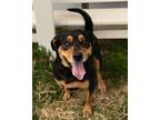Adopt Ranger a Black Mixed Breed (Large) / Mixed dog in Monroe, MI (41090360)