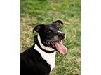 Adopt Wyatt a Black Labrador Retriever / American Pit Bull Terrier / Mixed