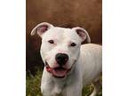 Adopt Milo a White American Pit Bull Terrier / Mixed Breed (Medium) / Mixed