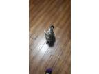 Adopt Takoyaki a Brown Tabby Tabby / Mixed (short coat) cat in Humble