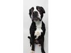 Adopt GREG (Loves to Play!) a Black - with White Pit Bull Terrier / Labrador