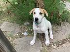 Adopt Flik a White - with Tan, Yellow or Fawn Jack Russell Terrier / Terrier